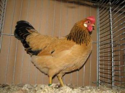 leghorn_buff_columbia_hen - Varietati de culoare la rasa de gaini italiene