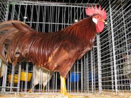 Leghorn_Rood_Haan