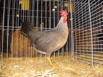 leghorn_zilverpatrijs_hen - Varietati de culoare la rasa de gaini italiene