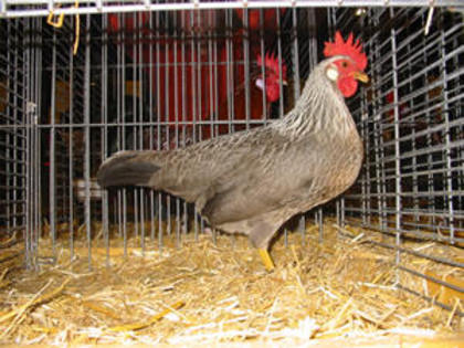 leghorn_zilverpatrijs_zilverflitter_hen - Varietati de culoare la rasa de gaini italiene