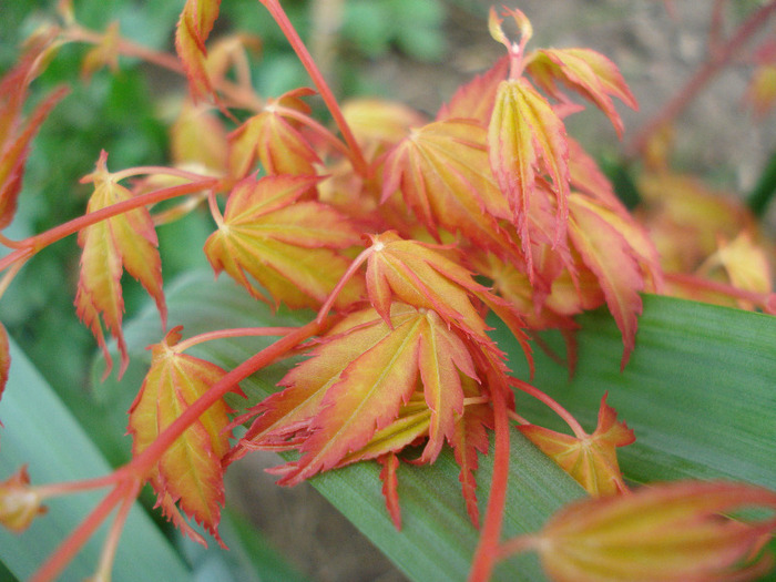 Acer palmatum Katsura (2011, April 10)