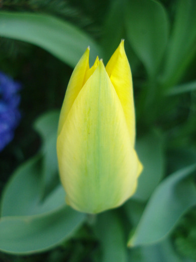 Tulipa Candela (2011, April 10)