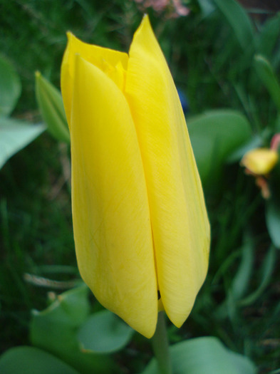 Tulipa Candela (2011, April 10) - Tulipa Candela