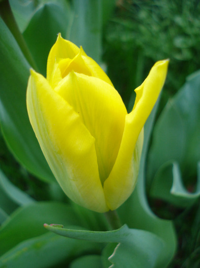 Tulipa Candela (2011, April 10)