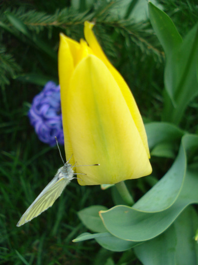 Tulipa Candela (2011, April 12)