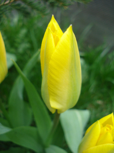 Tulipa Candela (2011, April 12)