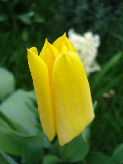 Tulipa Candela (2011, April 12) - Tulipa Candela