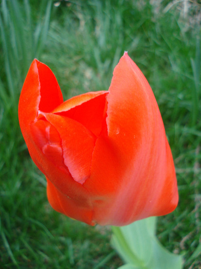 Tulipa Madame Lefeber (2011, April 10)