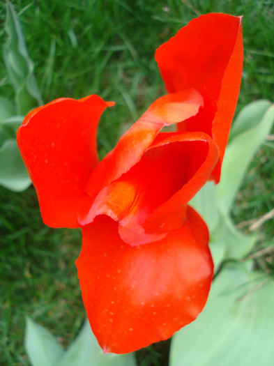 Tulipa Madame Lefeber (2011, April 12)