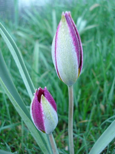 Tulipa Persian Pearl (2011, April 07) Tulipa Persian Pearl (2011, April 07)