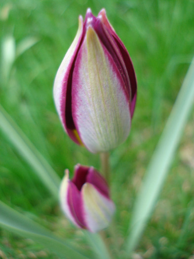 Tulipa Persian Pearl (2011, April 08)