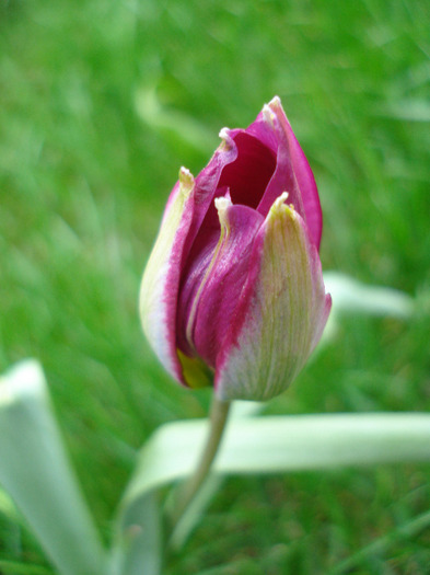 Tulipa Persian Pearl (2011, April 12)