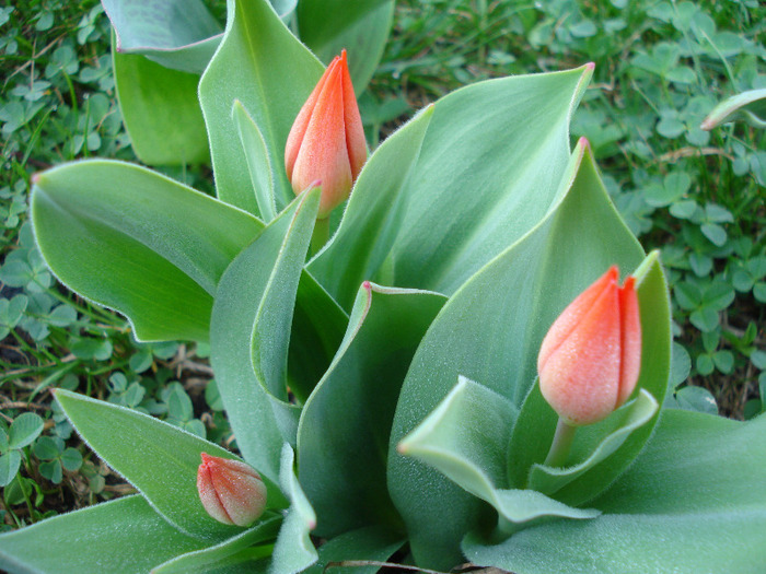 Tulipa Praestans Fusilier (2011, April 07) - Tulipa Praestans Fusilier