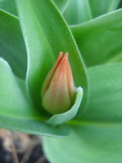 Tulipa Praestans Fusilier (2011, April 07) - Tulipa Praestans Fusilier