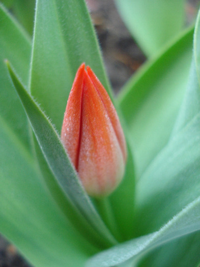 Tulipa Praestans Fusilier (2011, April 07) - Tulipa Praestans Fusilier