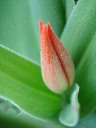 Tulipa Praestans Fusilier (2011, April 07) - Tulipa Praestans Fusilier