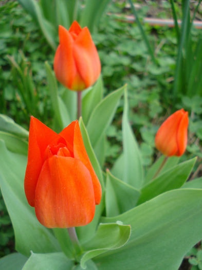 Tulipa Praestans Fusilier (2011, April 12)