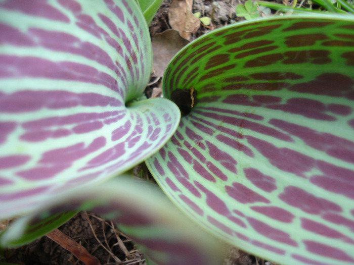 Tulipa Red Riding Hood (2011, March 29)