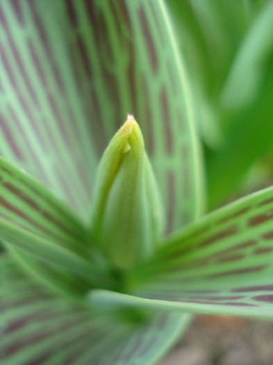 Tulipa Red Riding Hood (2011, March 29)