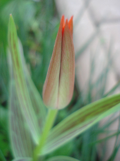 Tulipa Red Riding Hood (2011, April 10)