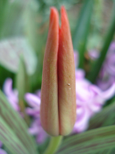 Tulipa Red Riding Hood (2011, April 10)