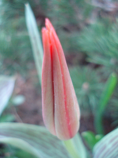 Tulipa Red Riding Hood (2011, April 10)