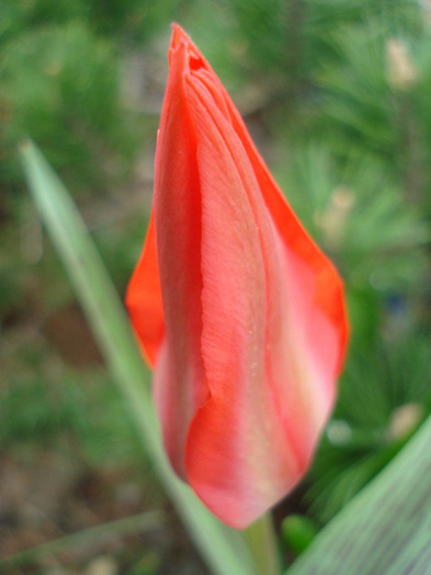 Tulipa Red Riding Hood (2011, April 12) - Tulipa Red Riding Hood