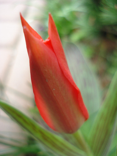 Tulipa Red Riding Hood (2011, April 12) - Tulipa Red Riding Hood