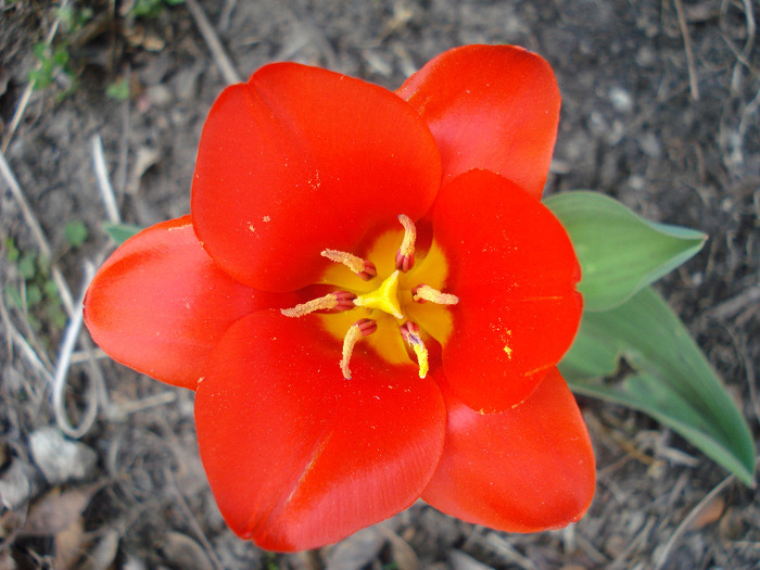 Tulipa Showwinner (2011, April 05) - Tulipa Showwinner