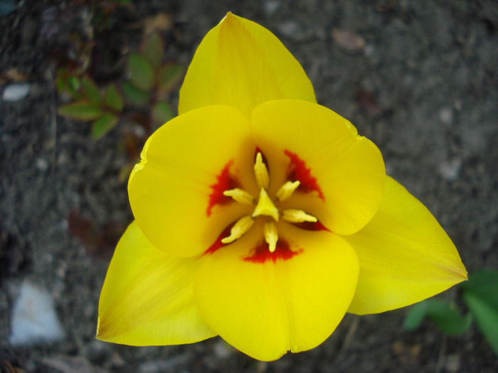 Tulipa Stresa (2011, April 05) - Tulipa Stresa