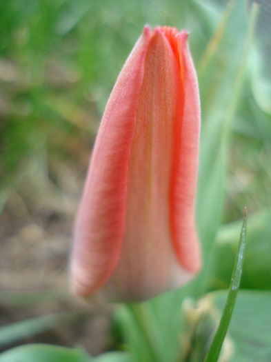 Tulipa Toronto (2011, April 08)