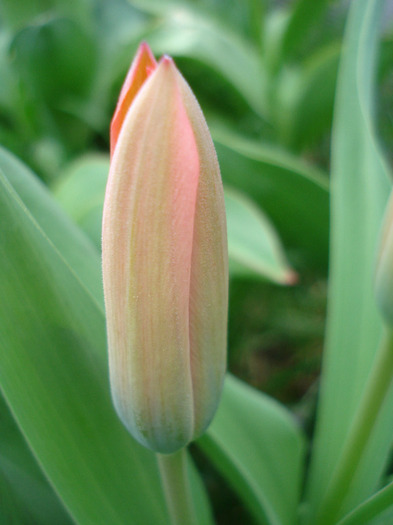 Tulipa Toronto (2011, April 08) - Tulipa Toronto