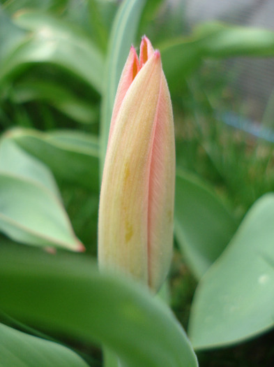 Tulipa Toronto (2011, April 08) - Tulipa Toronto