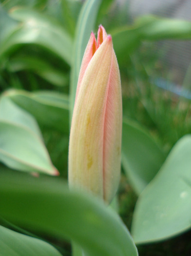 Tulipa Toronto (2011, April 08)