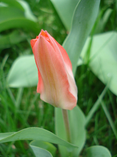 Tulipa Toronto (2011, April 12)