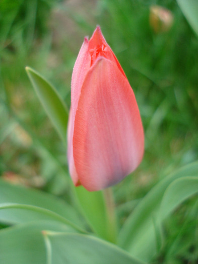 Tulipa Toronto (2011, April 12)