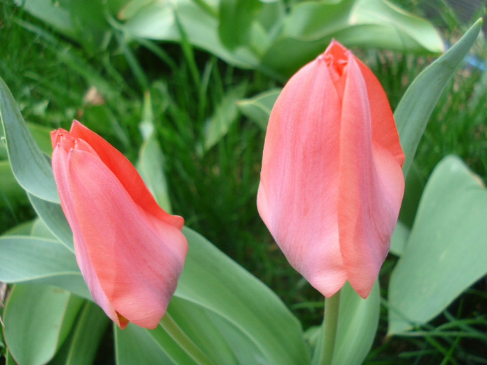 Tulipa Toronto (2011, April 12)