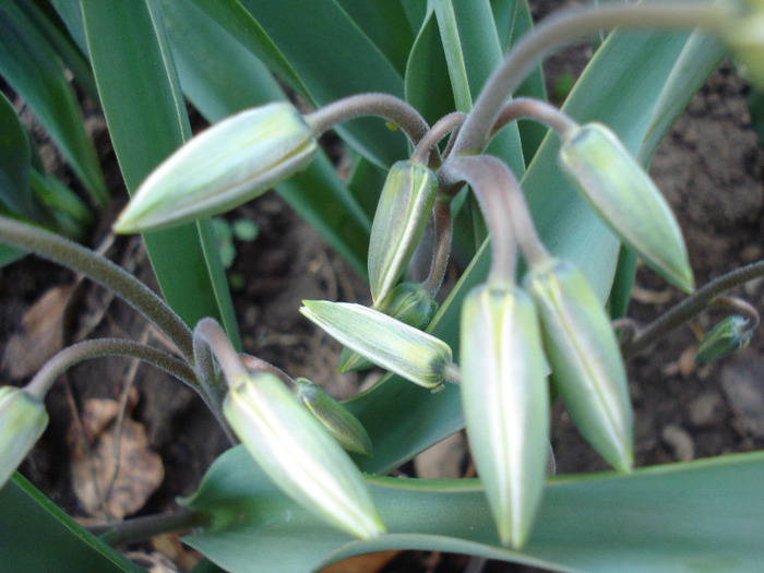 Tulipa Turkestanica (2011, April 07) - Tulipa Turkestanica