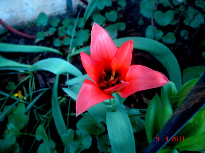 DSC06142 - 2011 aprilie