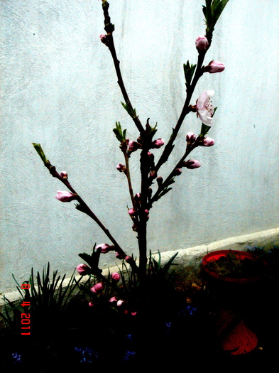 DSC06132 - 2011 aprilie