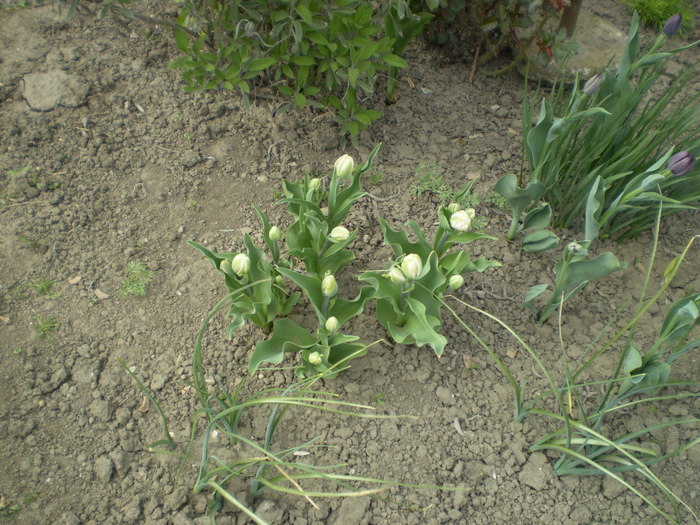 P1010022; lalele duble
