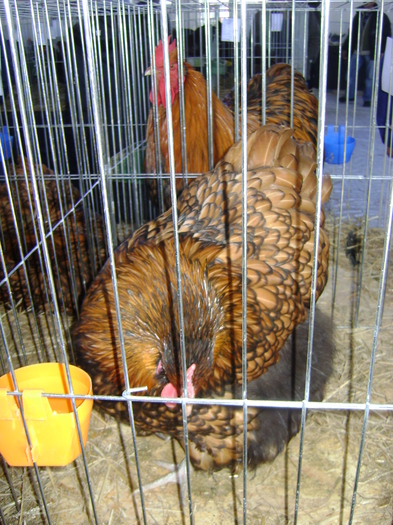 DSC01130 - Expozitie Caransebes dec 2010