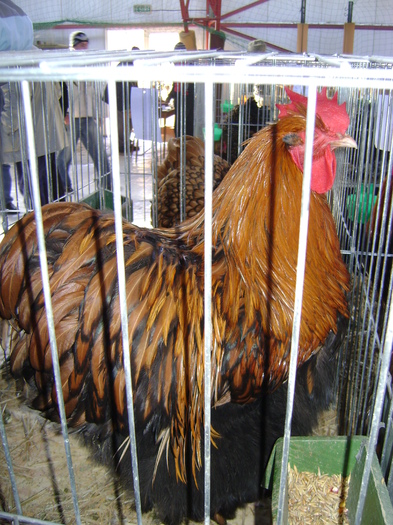 DSC01131 - Expozitie Caransebes dec 2010