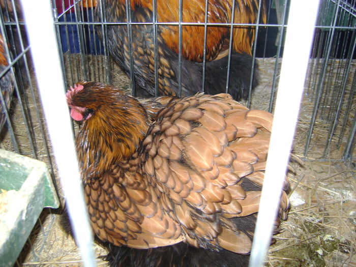 DSC01132 - Expozitie Caransebes dec 2010