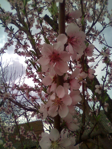 floare de piersic