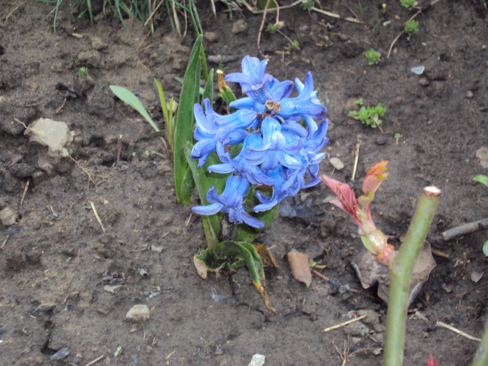 DSC07763 - GRADINA  2011