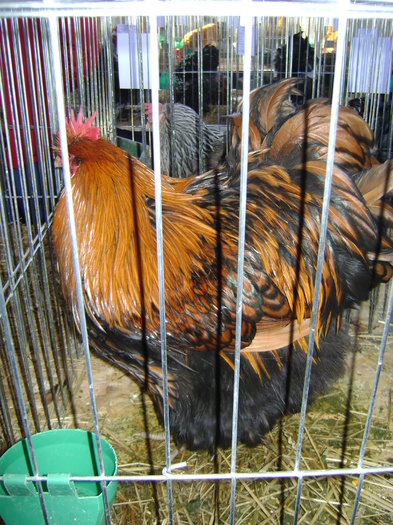 DSC01133 - Expozitie Caransebes dec 2010