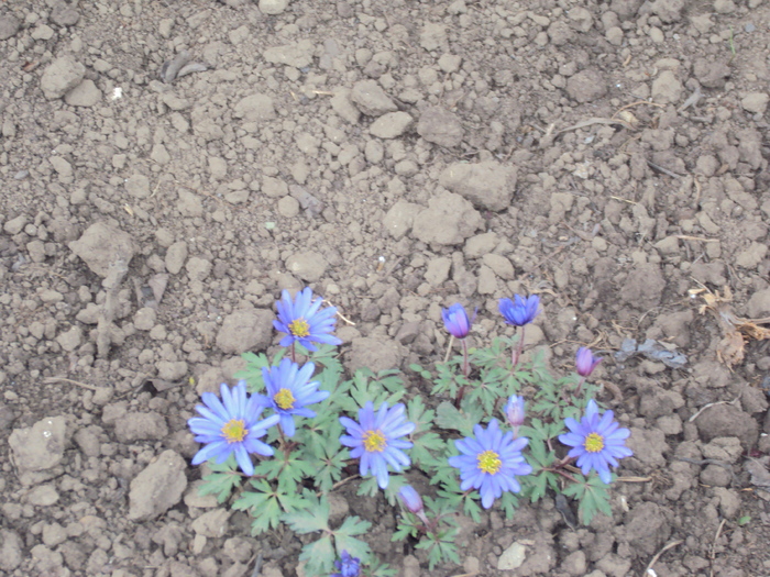 DSC07766 - GRADINA  2011