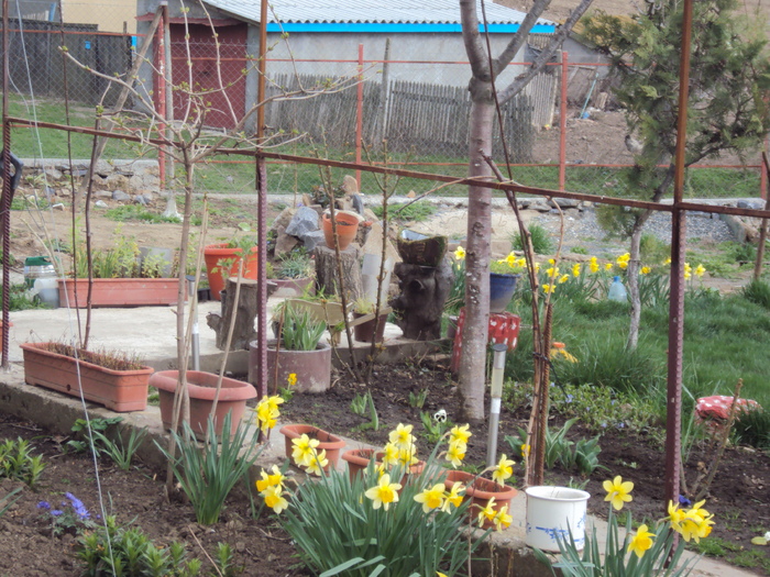 DSC07773 - GRADINA  2011