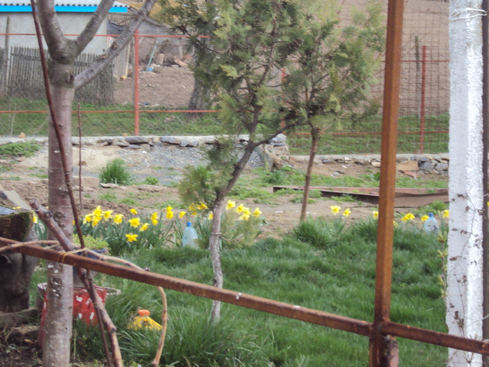 DSC07775 - GRADINA  2011